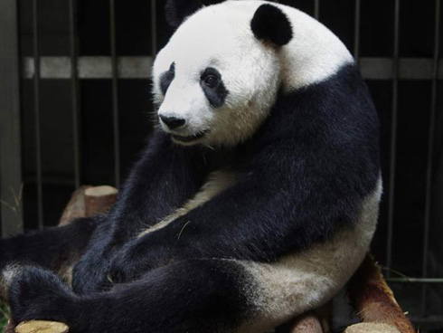 Cặp gấu trúc sinh đôi nghịch ngợm chơi trò cầu trượt sau cơn bão tuyết-3