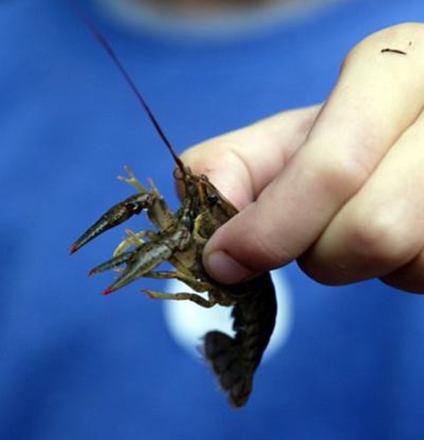 Từng có nhiều người được chẩn đoán bị nhiễm sán lá phổi do ăn tôm hùm đất-2