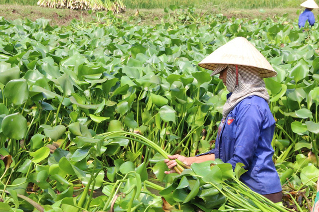 Loại đặc sản nhiều người mê nhưng nghe đến bà con lại khiếp sợ-4