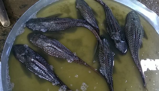 Loại đặc sản nhiều người mê nhưng nghe đến bà con lại khiếp sợ-3