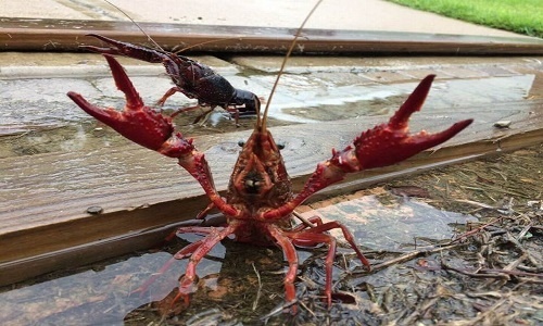 Loại đặc sản nhiều người mê nhưng nghe đến bà con lại khiếp sợ-1