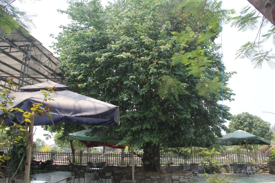 Lạ Nghệ An: Đổ xô kéo đến thắp hương cụ khế trăm tuổi để lấy may-1