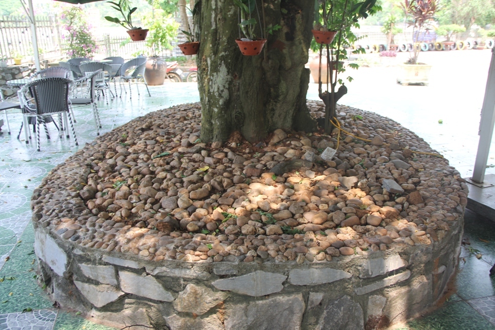 Lạ Nghệ An: Đổ xô kéo đến thắp hương cụ khế trăm tuổi để lấy may-2