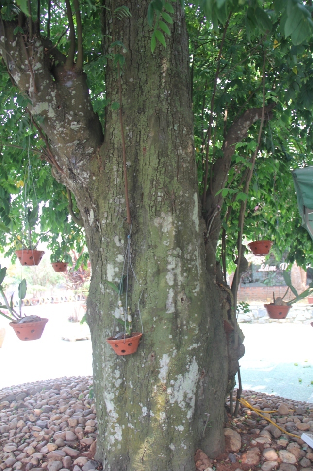 Lạ Nghệ An: Đổ xô kéo đến thắp hương cụ khế trăm tuổi để lấy may-3