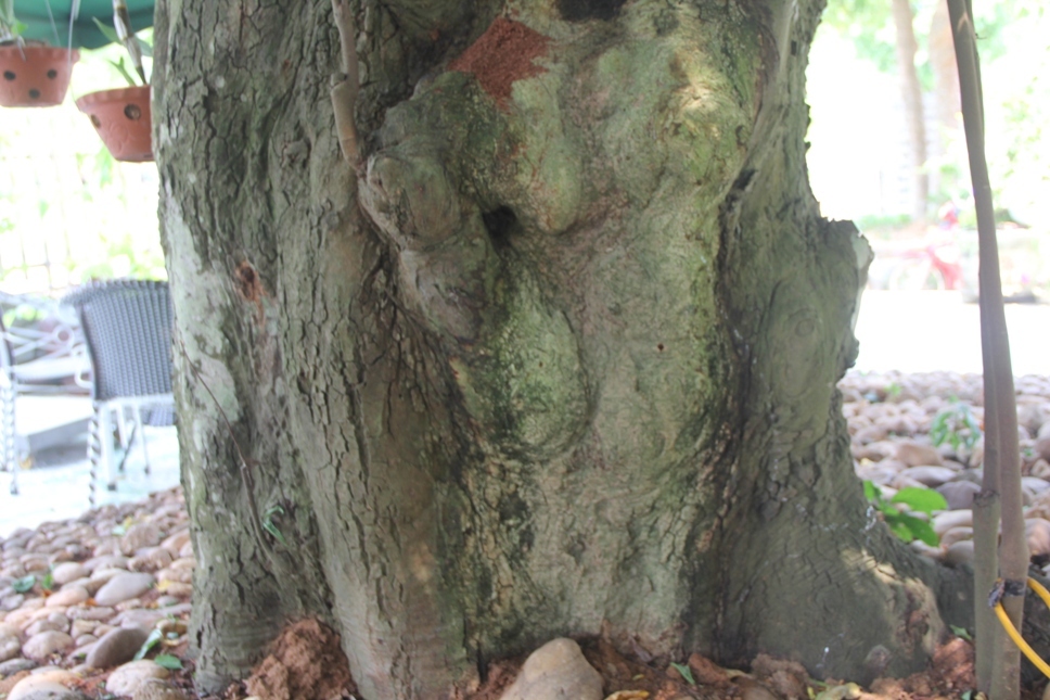 Lạ Nghệ An: Đổ xô kéo đến thắp hương cụ khế trăm tuổi để lấy may-5