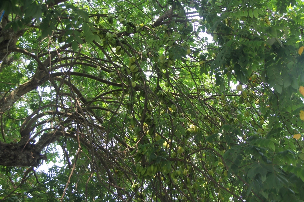 Lạ Nghệ An: Đổ xô kéo đến thắp hương cụ khế trăm tuổi để lấy may-6