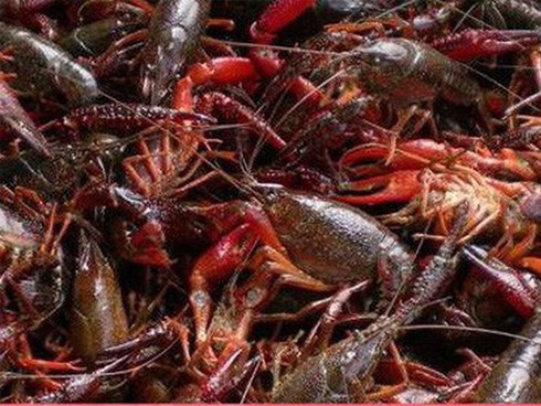 Chốt chặt các tuyến đường gần biên giới Việt - Trung, ngăn tôm hùm đỏ vào Việt Nam