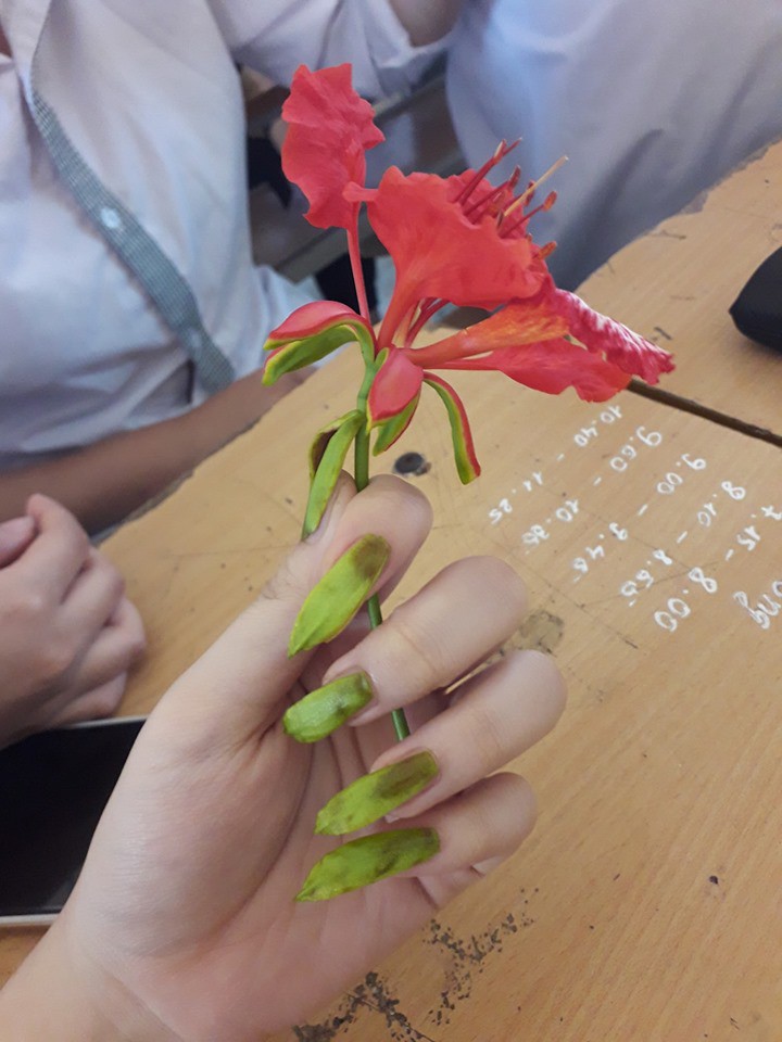 Ngắt hoa phượng làm móng tay, trò chơi tuổi thơ nhiều năm về trước nay lại bùng lên trong giới học trò-1