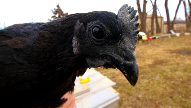 Gà mặt quỷ đen hết phần thiên hạ giá đắt hơn cả vàng ròng-11