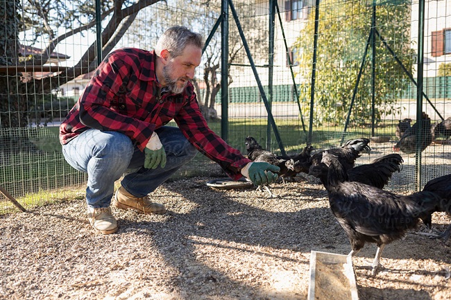 Gà mặt quỷ đen hết phần thiên hạ giá đắt hơn cả vàng ròng-12