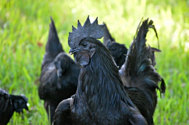 Gà mặt quỷ đen hết phần thiên hạ giá đắt hơn cả vàng ròng-13