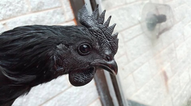 Gà mặt quỷ đen hết phần thiên hạ giá đắt hơn cả vàng ròng-14