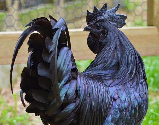 Gà mặt quỷ đen giá đắt là một trong những giống gà quý hiếm nhất trên thế giới. Hình ảnh của một chú gà đen, với bộ lông và mặt quỷ đen sẽ khiến bạn mong muốn tìm hiểu về lịch sử và giá trị của chúng.