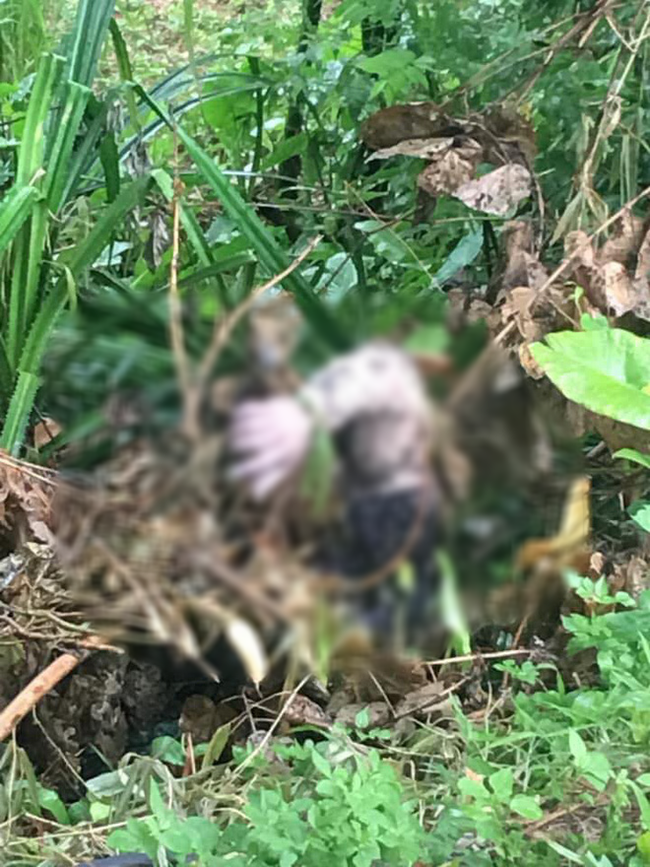 Phát hiện thi thể người đàn ông đang phân hủy ở ven đê, nghi bị sát hại-1