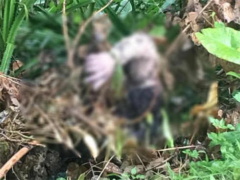 Người đàn ông chết bí ẩn trong bụi cỏ: Gia đình trình báo mất tích đã 5 ngày-3