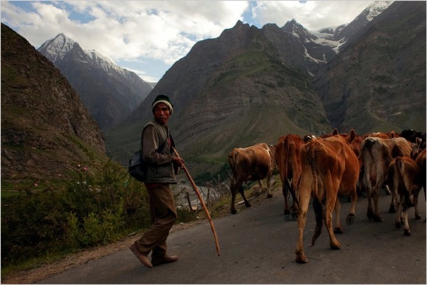Hôn nhân ở vùng đất lạ kỳ: Một chị vợ 5-7 anh chồng, chuyện ái ân phải xếp lịch chia ca để công bằng cho tất cả-3