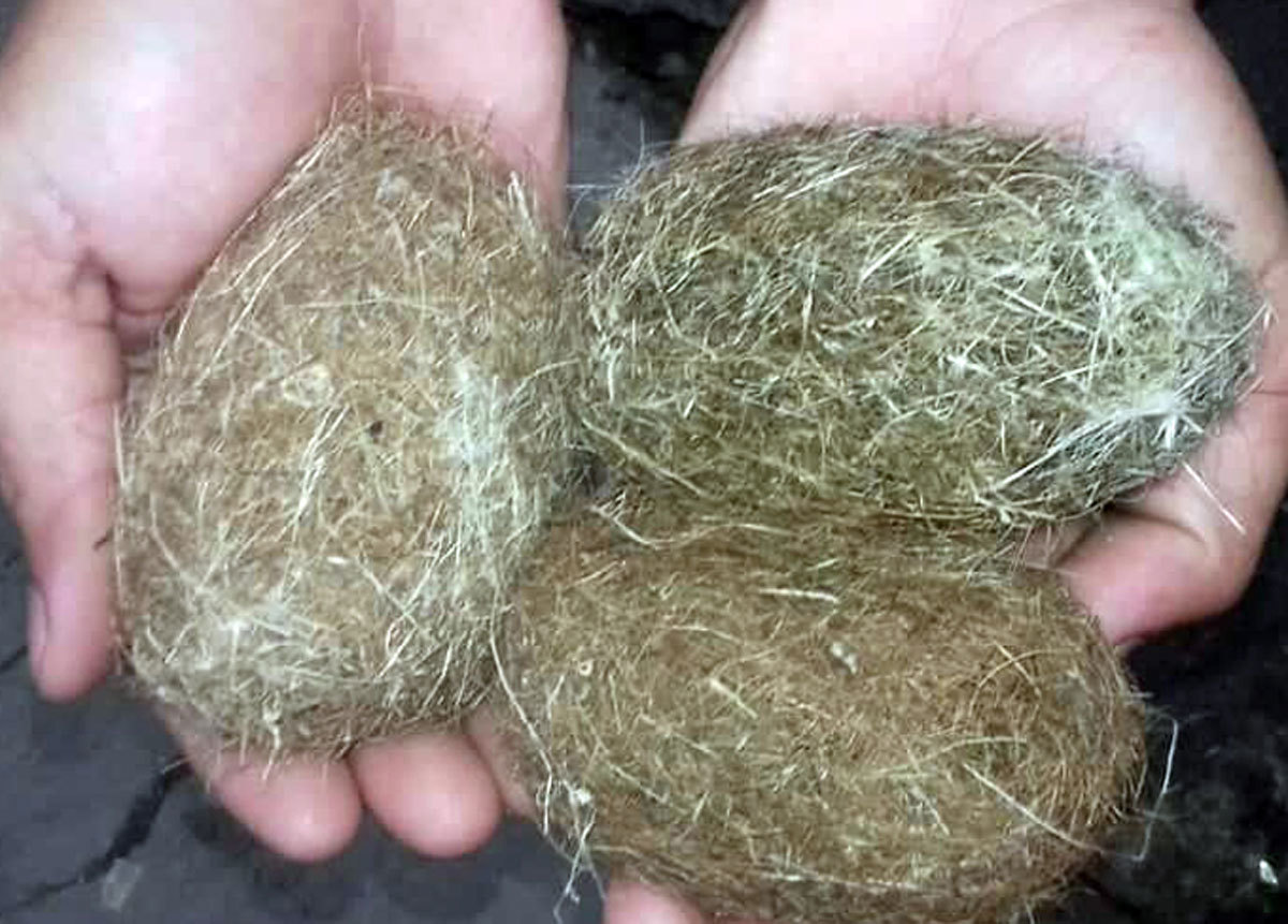 Dân phát hiện 3 vật thể lạ nghi cát lợn ở An Giang-2
