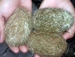 Vật giống cát lợn nặng hơn 1kg được trả giá 500 triệu đồng ở Phú Yên-3