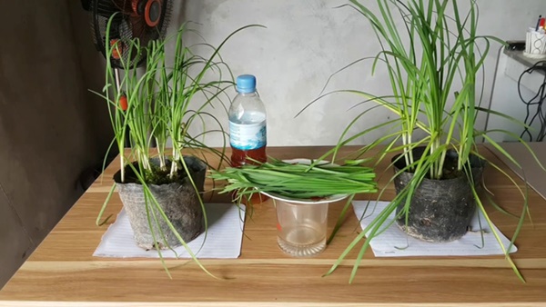 Nhà nào cũng nên trồng sẵn một chậu cây hẹ vì những lợi ích cho sức khỏe trẻ nhỏ và trẻ sơ sinh quá tốt thế này-1