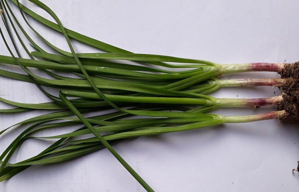 Nhà nào cũng nên trồng sẵn một chậu cây hẹ vì những lợi ích cho sức khỏe trẻ nhỏ và trẻ sơ sinh quá tốt thế này-4