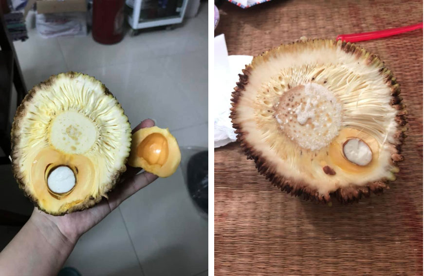 Thích ăn mít nên quyết tâm tự trồng, cô nàng chưng hửng khi chẳng được quả ngọt mà lại nhận trái đắng thế này-3