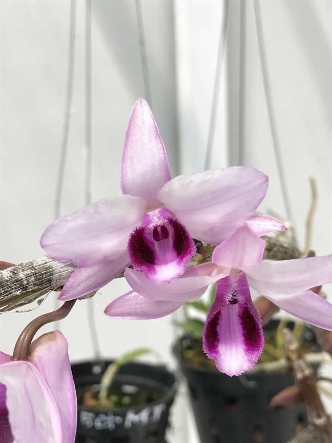 Rùng rùng đi lùng mua mầm phong lan đột biến 7 tỷ-1