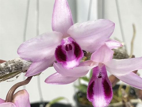 Chiêm ngưỡng giò lan Người đẹp Bình Dương được trả giá cả chục tỷ-14
