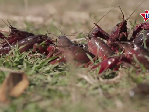 Tôm hùm đất ở Trung Quốc: Từ bị căm ghét nhất, là cơn ác mộng của nông dân trồng lúa bỗng trở thành bát cơm 40 tỷ đô của hàng triệu người-5