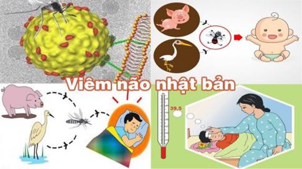 Đã có 1 trường hợp trẻ mắc viêm não Nhật Bản tại Hà Nội: Bệnh viêm não Nhật Bản có lây không và những ai dễ mắc bệnh?-2