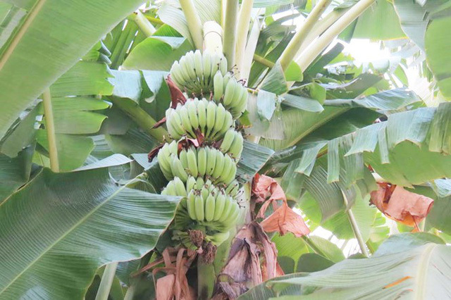 Combo 5 chiếc lá chuối giá 1.168.000 đồng gây choáng váng-3