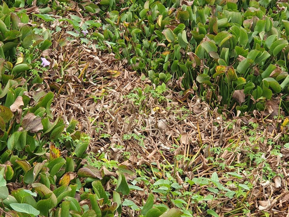 Người phụ nữ Hải Phòng bắt cua bị bỏng chân: Thêm điểm đổ chất thải độc-6