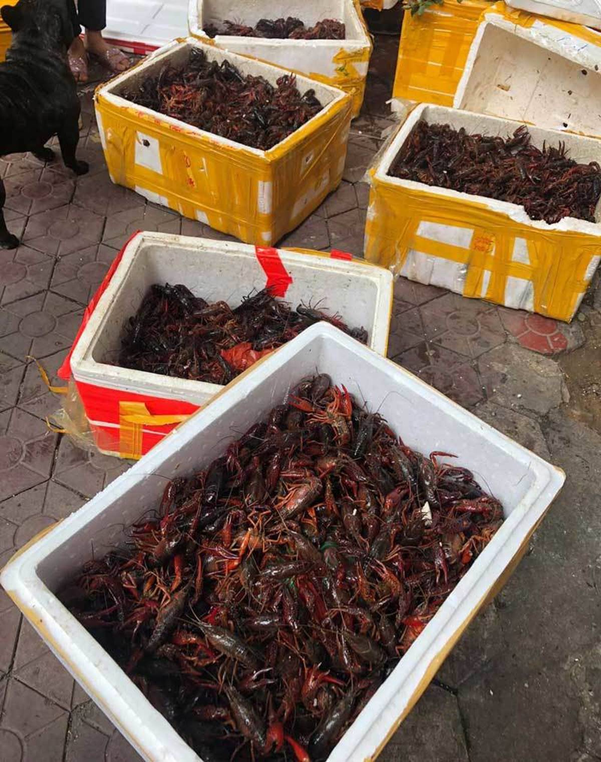 Thuỷ quái tôm lai cua: Sống ở mương rãnh như chuột cống-2