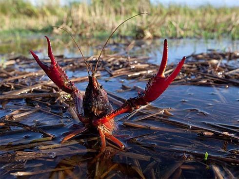 Cư dân mạng đồng loạt kêu gọi tẩy chay tôm hùm đất-2