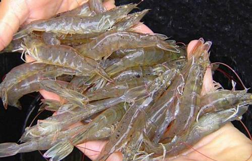 Cách làm tôm khô tại nhà ngon lại để được lâu ăn dần-2