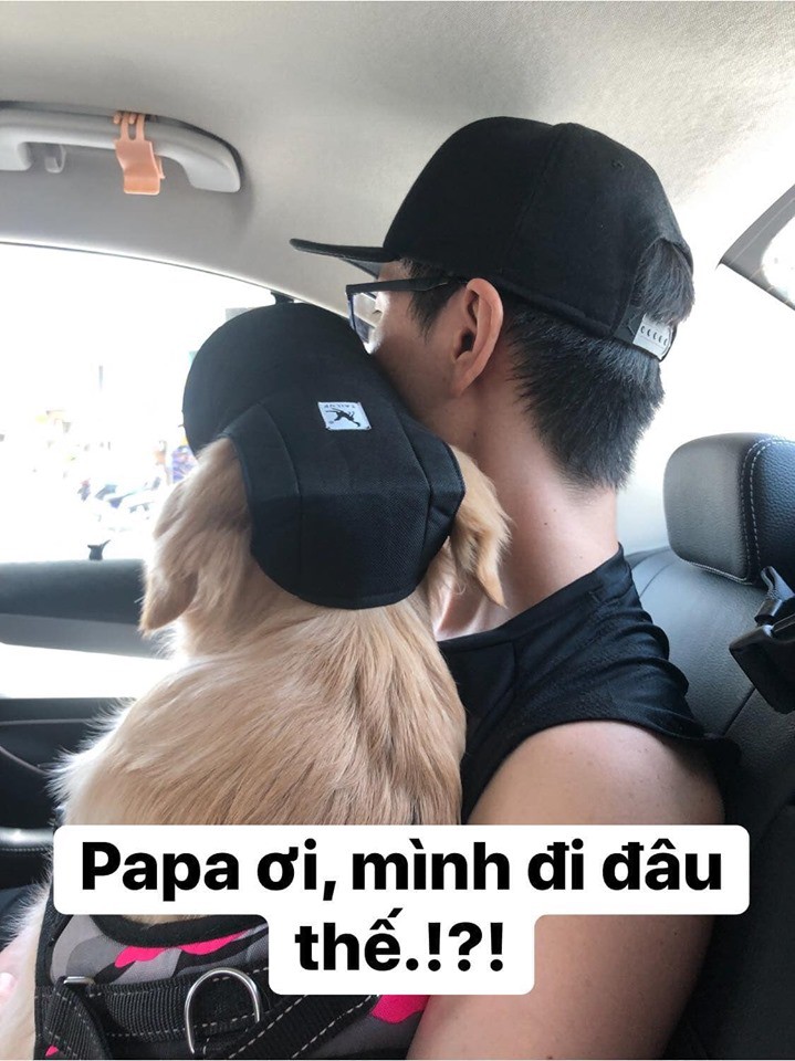 Chú chó đốn tim cư dân mạng bởi loạt biểu cảm nói hộ nỗi lòng của những người... say xe khi đi du lịch-1