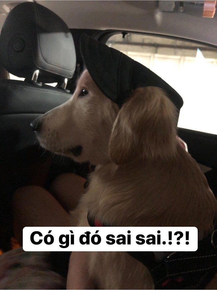 Chú chó đốn tim cư dân mạng bởi loạt biểu cảm nói hộ nỗi lòng của những người... say xe khi đi du lịch-3