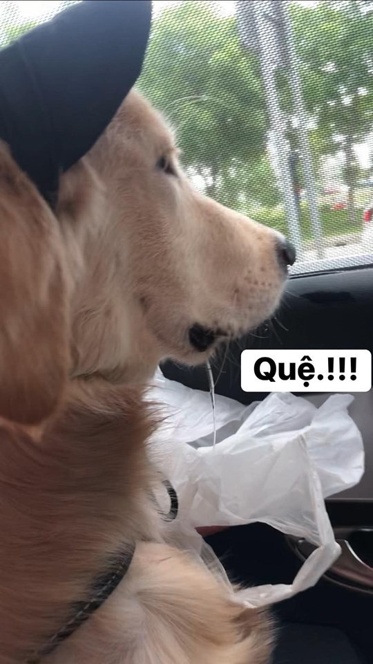 Chú chó đốn tim cư dân mạng bởi loạt biểu cảm nói hộ nỗi lòng của những người... say xe khi đi du lịch-4