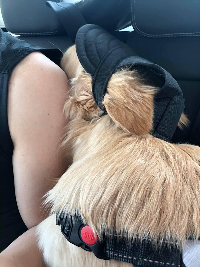 Chú chó đốn tim cư dân mạng bởi loạt biểu cảm nói hộ nỗi lòng của những người... say xe khi đi du lịch-6