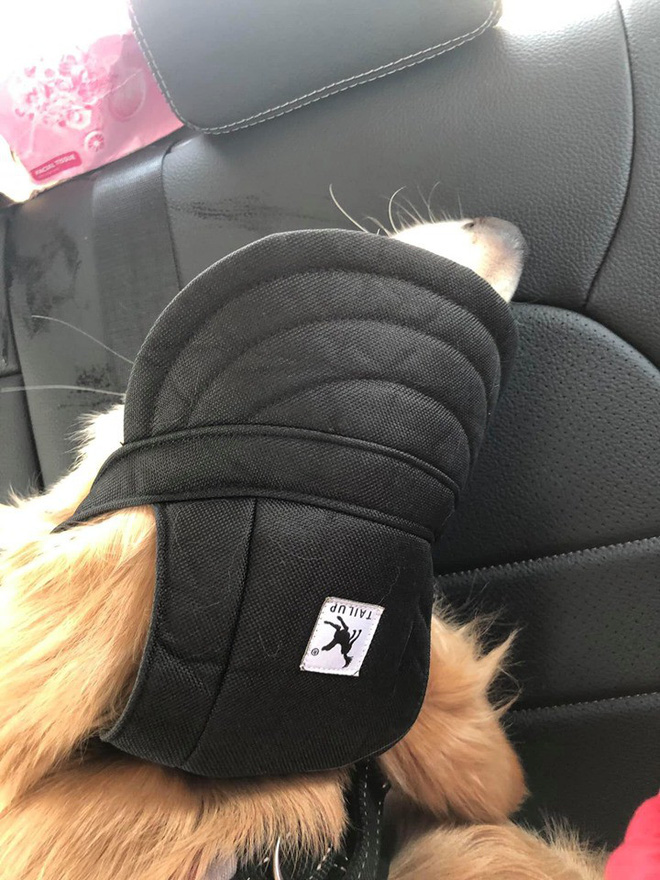 Chú chó đốn tim cư dân mạng bởi loạt biểu cảm nói hộ nỗi lòng của những người... say xe khi đi du lịch-7