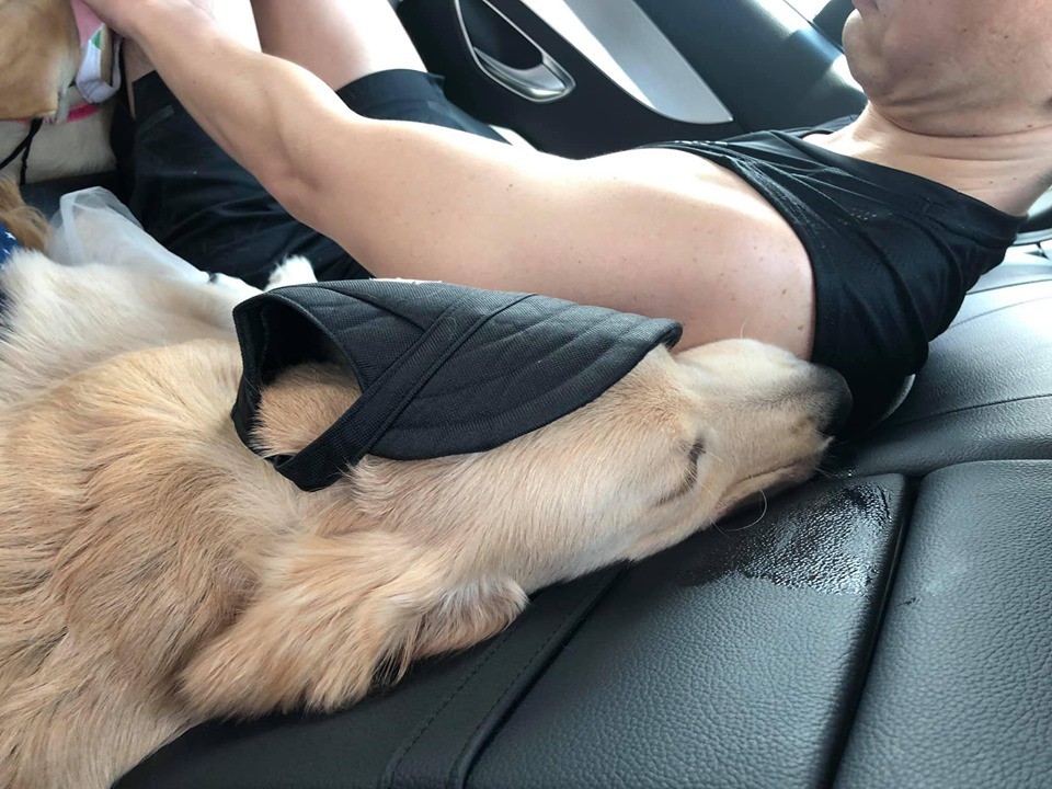 Chú chó đốn tim cư dân mạng bởi loạt biểu cảm nói hộ nỗi lòng của những người... say xe khi đi du lịch-8