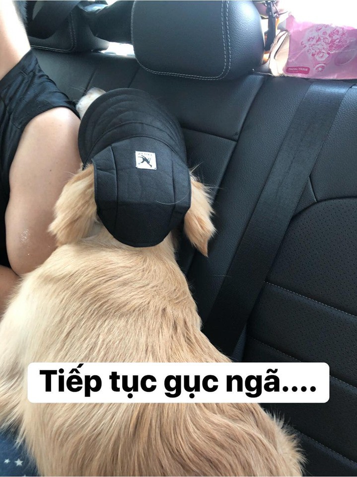Chú chó đốn tim cư dân mạng bởi loạt biểu cảm nói hộ nỗi lòng của những người... say xe khi đi du lịch-10