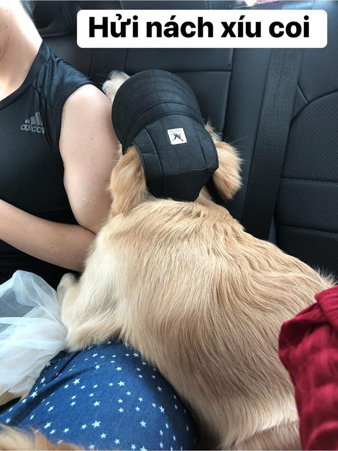 Chú chó đốn tim cư dân mạng bởi loạt biểu cảm nói hộ nỗi lòng của những người... say xe khi đi du lịch-11