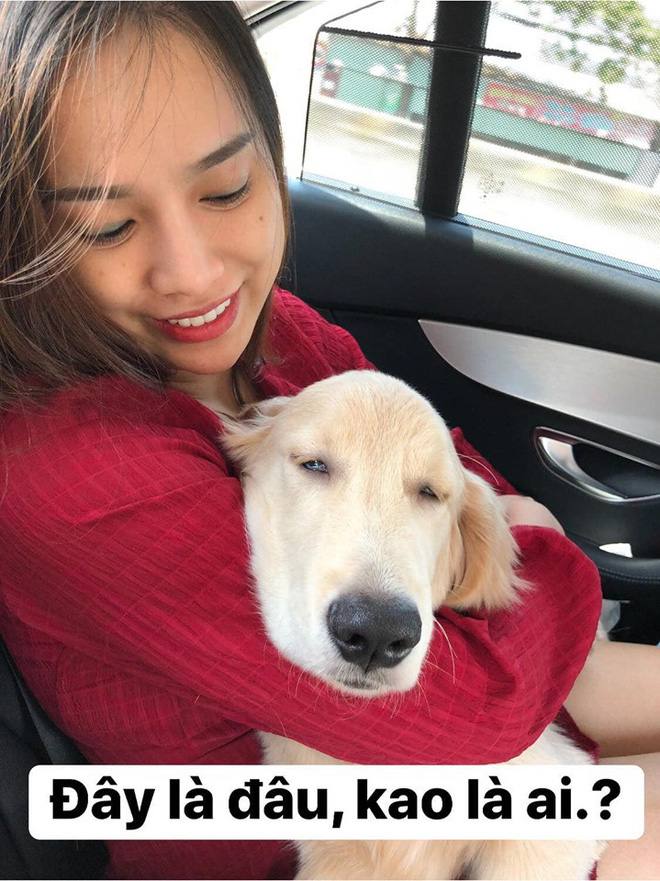 Chú chó đốn tim cư dân mạng bởi loạt biểu cảm nói hộ nỗi lòng của những người... say xe khi đi du lịch-12