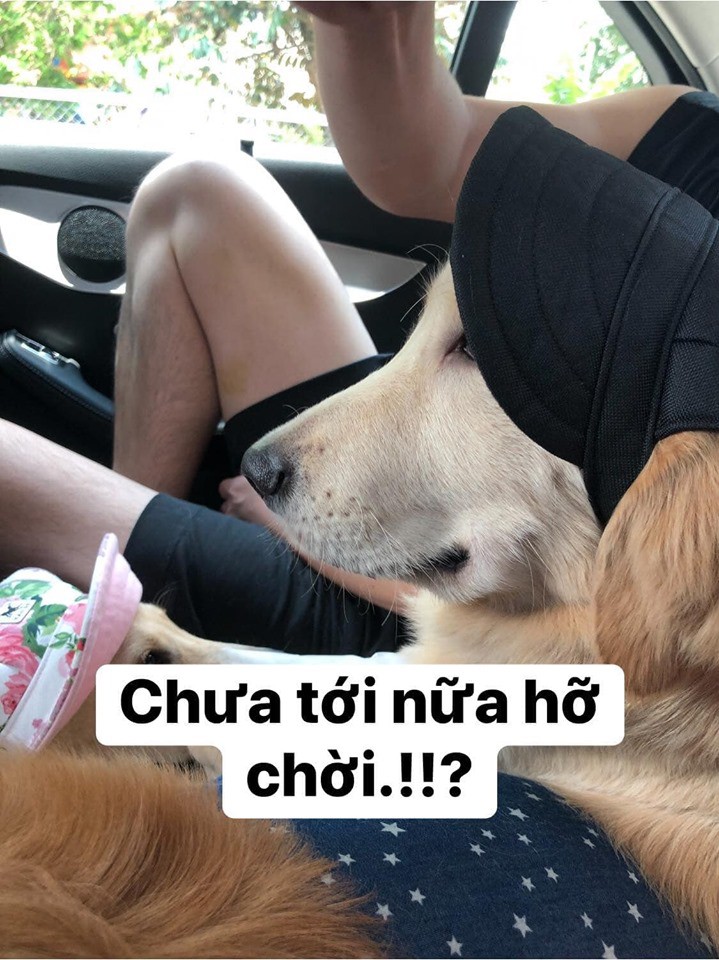 Chú chó đốn tim cư dân mạng bởi loạt biểu cảm nói hộ nỗi lòng của những người... say xe khi đi du lịch-9