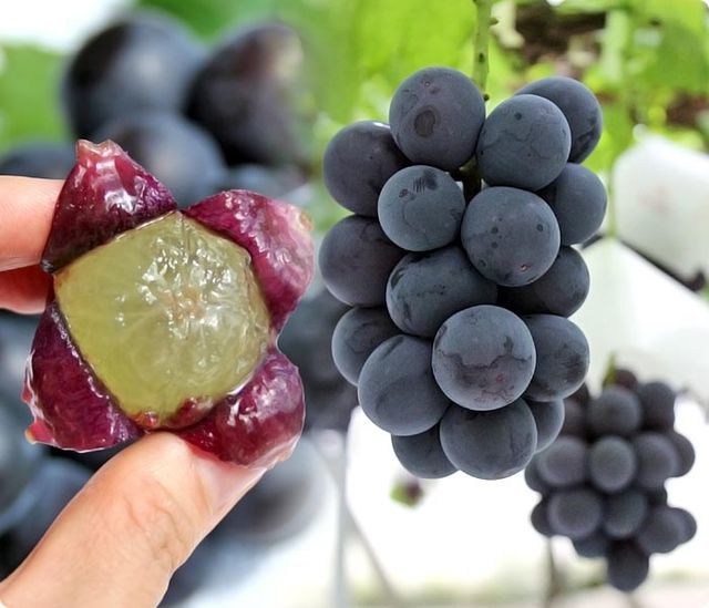 Nho đen vị rượu 1,5 triệu đồng/chùm, giới trẻ tranh nhau mua ăn thử-2
