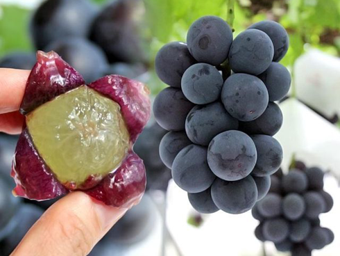 Đại gia chứng tỏ độ chịu chơi, chi hơn 1 tỷ mua 2 quả dưa lưới Nhật-2