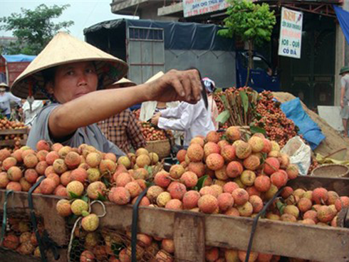 Vải thiều đầu mùa có giá 50.000 đồng một kg-3