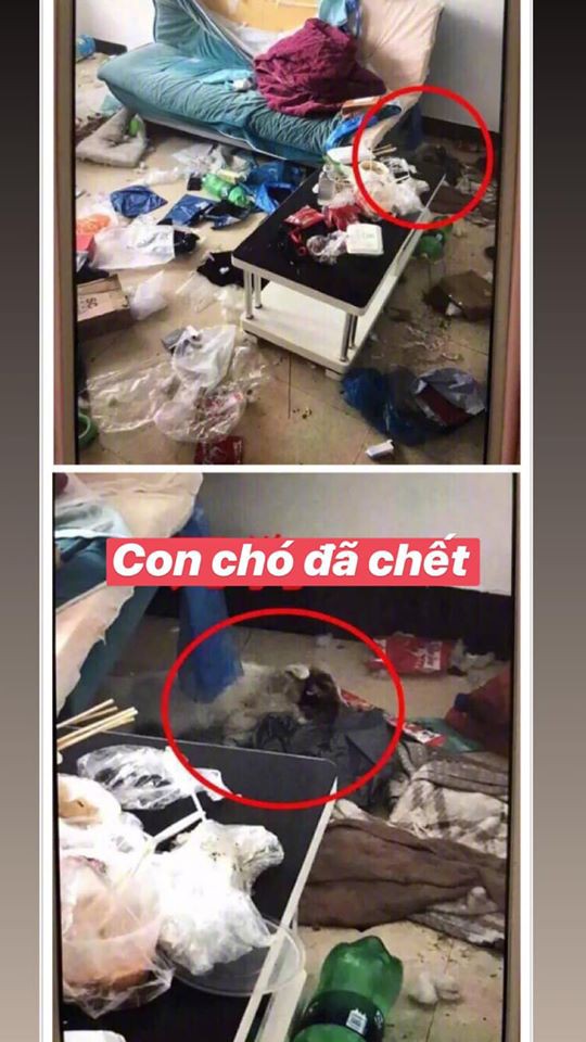 Chủ suýt ngất khi khách trọ trả phòng: Bên trong vương vãi phân, còn nguyên cả xác con chó chết-4