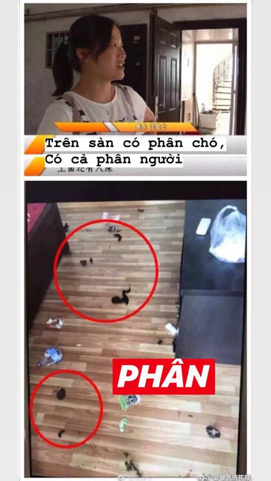 Chủ suýt ngất khi khách trọ trả phòng: Bên trong vương vãi phân, còn nguyên cả xác con chó chết-6
