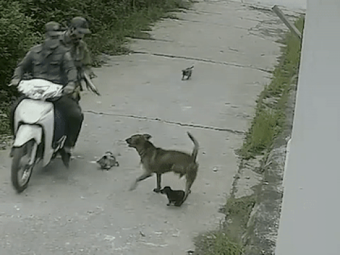 Trộm lái ôtô bắt trộm chó-1